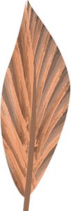 frame kiri bottom